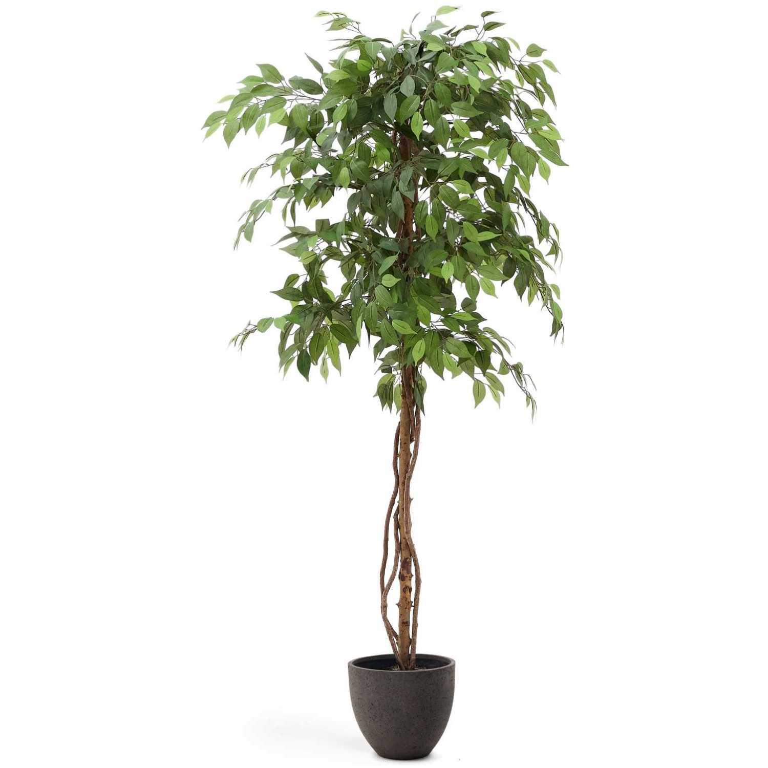 Kunstbaum Ficus mit schwarzem Topf 180